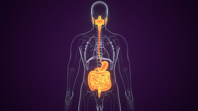 3d rendered anatomy illustration of a human body with digestive system