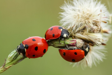 ladybug on grass isolated on white