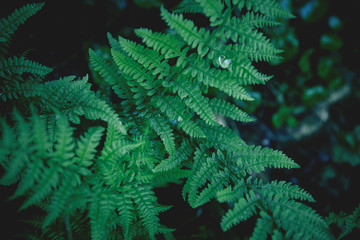 Fresh green fern leves with water drops as a beautiful nature background for seasonal cards,...