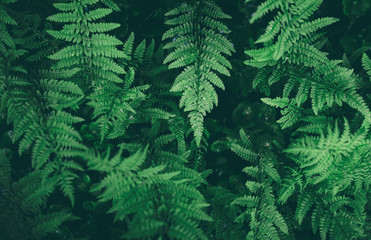 Fresh green fern leves with water drops as a beautiful nature background for seasonal cards, posters, blogs