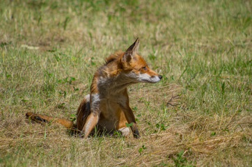 Red fox, Vulpes vulpes, in the meadow, wildife, Germany
