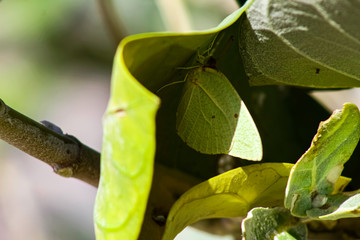 butterfly looks like leaf 
