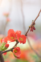 Full blossoming quince Japanese branch with flowers