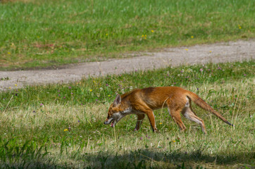 Red fox, Vulpes vulpes, in the meadow, wildife, Germany