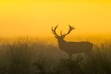 Red Deer Stag silhouette  in orange dawn light in woods
