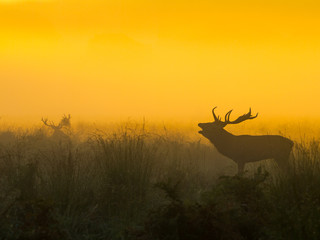 Red Deer Stag silhouette  in orange dawn light in woods