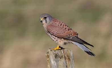 Kestrel Perched on Post
