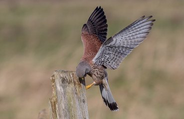 Kestrel Perched on Post