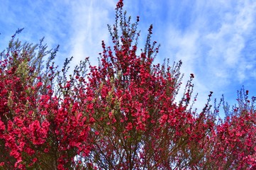 Flores granates sobre cielo azul