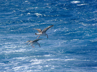 Seagulls on blue water background