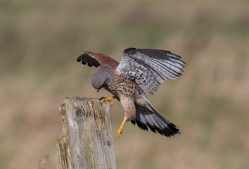 Kestrel Landing on Wooden Post