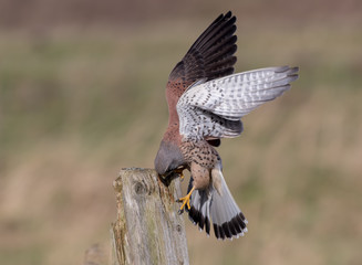 Kestrel Perched on Post