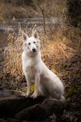 Autumn portrait of female swiss shepherd dog in reed. Autumn photoshooting in nature. 