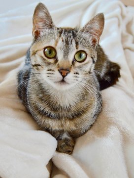 Foto de Gata gris adorable con dulce mirada de ojos verdes descansando en una manta blanca sobre el regazo