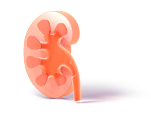 3D illustration of semi-transparent glass kidney. Showing the internal anatomy resting on the ground with shadow.