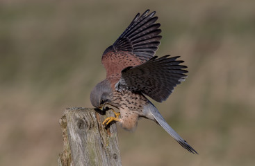 Kestrel Landing on Wooden Post