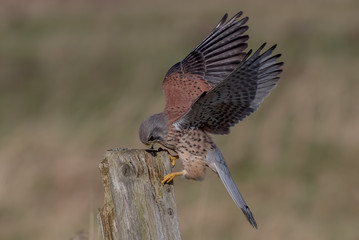 Kestrel Landing on Wooden Post