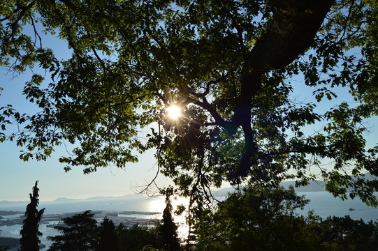 Bonito paisaje a través de una rama iluminada por los rayos del sol