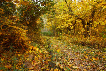 Naklejka premium autumn in the park, nice autumn landscape