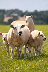 Fototapeta premium Troupeau de moutons en campagne.