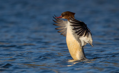 Goosander Wing Flapping