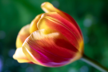Red and yellow tulip with green background.