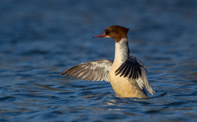 Goosander Wing Flapping