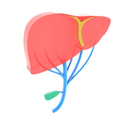 3D illustration of the semi-transparent human liver, showing the cartilage and veins. Flat representation with volume, silhouette isolated on white background.