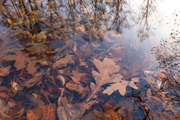 autumn leaves under water, nature textue