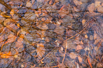 autumn leaves under water, nature background
