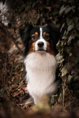 Potrtait of australian shepherd whom is sitting in ivy. Photo in nature outdoor museum.