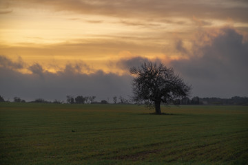 Fototapeta na wymiar Leafless tree in the middle of a field in the sunset