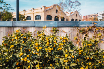 Fortunella, small Kumquat oranges, in a decorative tree in a central park in the city of Valencia.