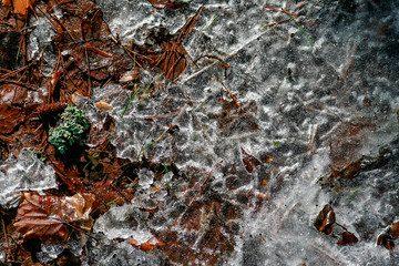 Frozen leaves on the ground