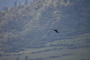 bird in flight
