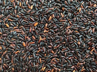 Closeup a gourmet, organic, sustainably farmed rice blend featuring different types of rice grain. Full frame photo, natural background for healthy eating, survival preparation and restaurant cooking.