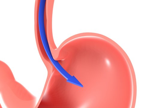  3D illustration of the route of feeding of the esophagus into the stomach, passing through the sphincter. Cropped silhouette on white background.