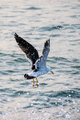 Seagull fishing 02