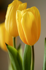 Naklejka premium Yellow tulip flower