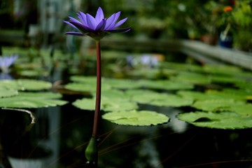 北大植物園のハス