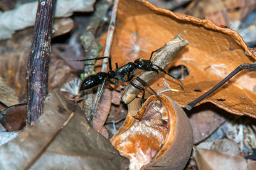 Dinoponera ant photographed in Linhares, Espirito Santo. Southeast of Brazil. Atlantic Forest Biome. Picture made in 2015.