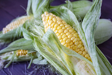 Grains of ripe corn. macro. Corn on the cob, the food is ripe, juicy, delicious corn. Photo of corn...