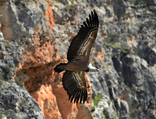 buitre leonado volando
