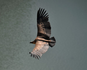 buitre leonado volando