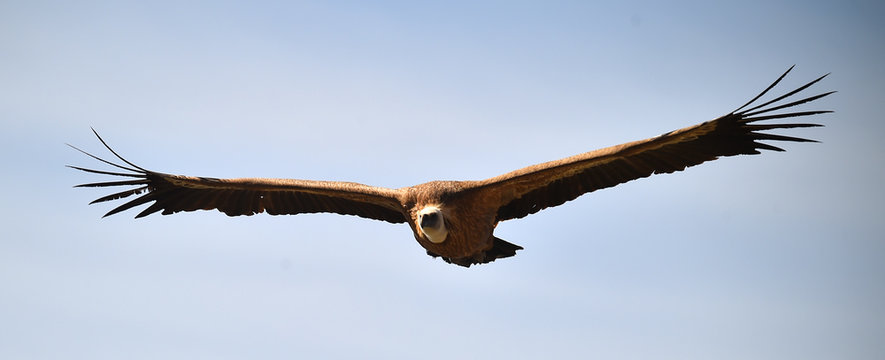 buitre leonado volando