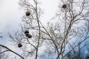 Monkey pot tree photographed in Linhares, Espirito Santo. Southeast of Brazil. Atlantic Forest Biome. Picture made in 2015.