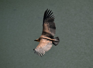 a griffon vulture in the natural park
