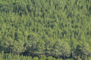bosque