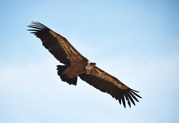 Fototapeta premium buitre leonado volando
