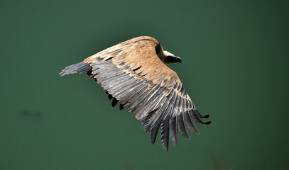 buitre leonado volando